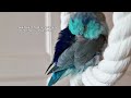 Parrot Body Language ✨️ Parrotlets As Pets ✨️ Sounds & Behavior Meanings Parrotlet Wiggle Neck