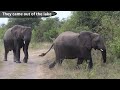 African bush elephant at Akagera National Park, Rwanda