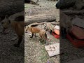 Baby Fox Makes His First Friend | The Dodo
