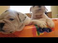 Englishbulldog puppy meets father first time & steals my camera - cute video