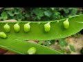 How To Grow Peas - The Definitive Guide For Beginners