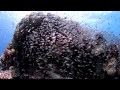 Red Sea underwater HD