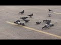 Feeding my city pigeons