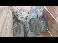 I Adopted Five Kittens Abandoned By Mother Cat ||Orphan Kittens Adaptation