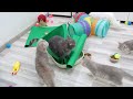 Try Not To Laugh 😍 Funniest Cats and Dogs Videos 😹🐶 Part 25