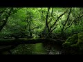 RELAXING SOUNDS OF FOREST STREAM WITH GENTLE NIGHTINGALE BIRDSONG, NATURE SOUNDS FOR DEEP SLEEP