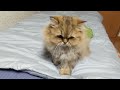 Hitomi, a Persian cat, steps on her feet wrapped in a silky Japanese-style furoshiki.