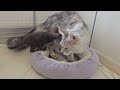 Maine Coon Galileo Meets Kittens For the First Time!