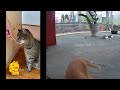 😂😅 Best Cats and Dogs Videos 😆😅 Funny Animal Videos # 15