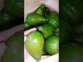 harvesting avocado blog#Maria Ansay Vlog
