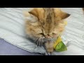 Hitomi, the Persian cat, plays with her favorite furoshiki on a rainy morning