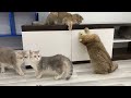 New Funny Animals 2024 🤣 Funniest Cats and Dogs 😻🐶 Part 25