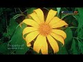 Warna Bunga Yang Indah di Pandang Mata || Bandasari tv rpj