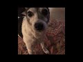 My Dog Barking In Slow Motion