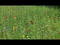 Nature paints impressionism - Project flower meadow