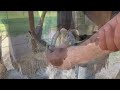 SATISFYING { HOOF RESTORATION } Shoeing a Horse