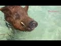 Is it a pig or a warthog? 😆 Swimming with the pigs adventure at Crystal beach in The Bahamas 🇧🇸