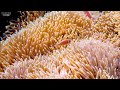 Under North Sea 4K - Beautiful Coral Reef Fish in Aquarium, Sea Animals for Relaxation - 4K Video #2