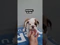 Top 15 English BullDog Funny Videos Ever - Funny BullDog Compilation #3