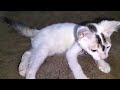 Meowing Baby Cat Video|| Cute Cat Video 🐱🐱🐱||Nice Cat 🐈🐈🐈🐈|| Cat Funny Video 😺😺