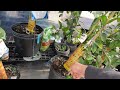 Plant Shopping| Splashy Hoya at RONA? & Royal City Nursery| Hoya, Philodendron, Anthurium