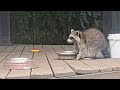 Just a Raccoon having lunch.