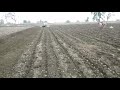 Turmeric plantation.