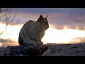 How the Lynx is silently spreading all over Europe