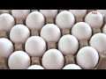 This poultry farm produces more than 90 million eggs a year! | Automatic Egg Production Farm