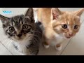 They thought the two kittens were dead, but suddenly one of them moved...