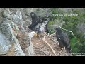 West End Eagles ~ Thunder & AK Back To Back 3 Fish Deliveries! AK Returns To Eat & Feed His Eaglets