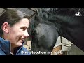 The foal is coming! Time for the birth alarm! Big Coralle news!🍀🍀🍀| Friesian Horses