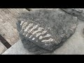 Fossil hunting UK -  Kilve beach Somerset