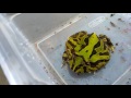 Green Fantasy Frog