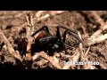 Killer Spider Vs Killer Ants The Ultimate Educational Bug Battle