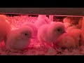 Chicks in the brooder