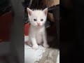 kucing kecil main di dapur