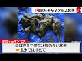 金鉱を掘っていたら…３万年以上前の赤ちゃんマンモス発見（2022年6月27日）