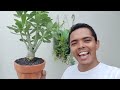 Forma correta de Plantar e Replantar ROSA DO DESERTO | How to plant Adenium obesum