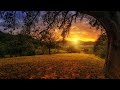 Sunny Serenity: Tranquil Field Retreat for Overwhelmed Parents | 5-Minute Mindful Meditation Moment
