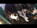 Nursing puppies