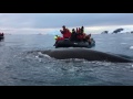 And then this happened...Friendly whale in Antarctica