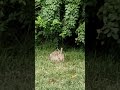 🐇🥕sweet lil friend enjoying carrots❤