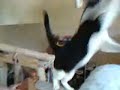 More fun with Jack the cat climbling, chasing, playing!