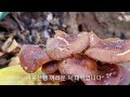 뽕나무에서나온 귀하고 귀한 자연산 버섯 왕대박''