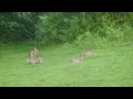 Wild rabbits playing in the dusk.