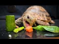 ASMR EATING 10 FOODS MUKBANG 🐢 Turtle Tortoise 142