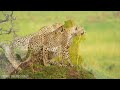 4K African Wildlife: Gombe Stream National Park, Tanzania - Scenic Wildlife Film With African Sounds