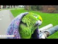 After caged for 7 years, bird reacts to being in wild