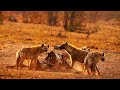 Our Planet | 4K African Wildlife - Great Migration from Gombe Stream National Park to Maasai Mara #4